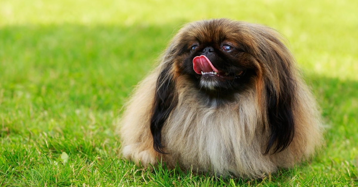 dog breed pekingese