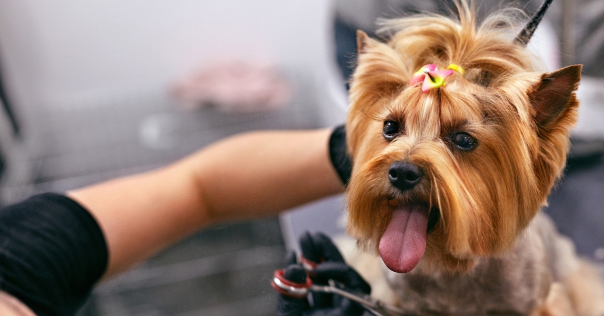 dog gets hair cut