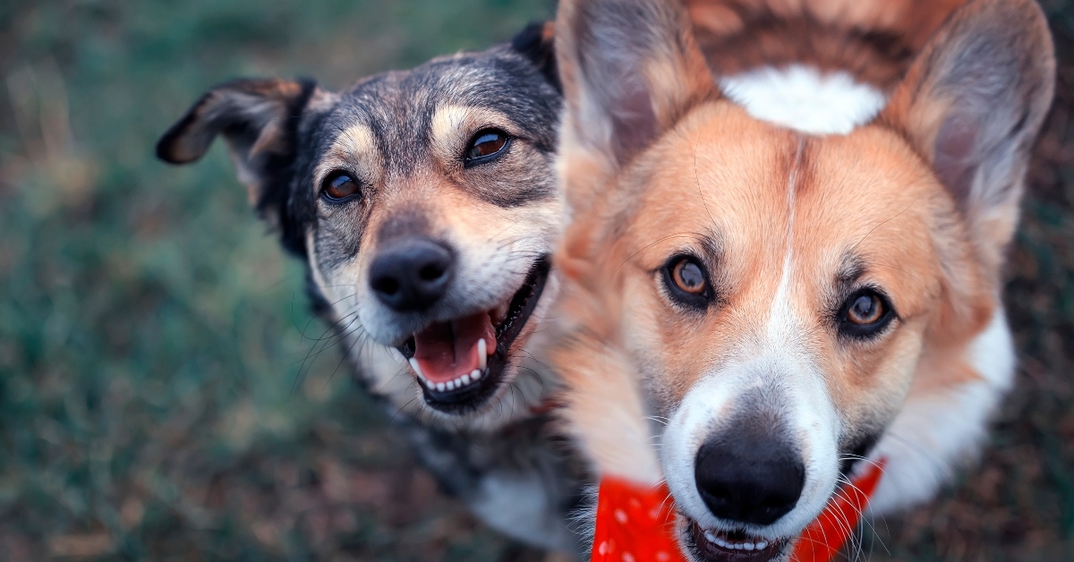 dogs sit side by side