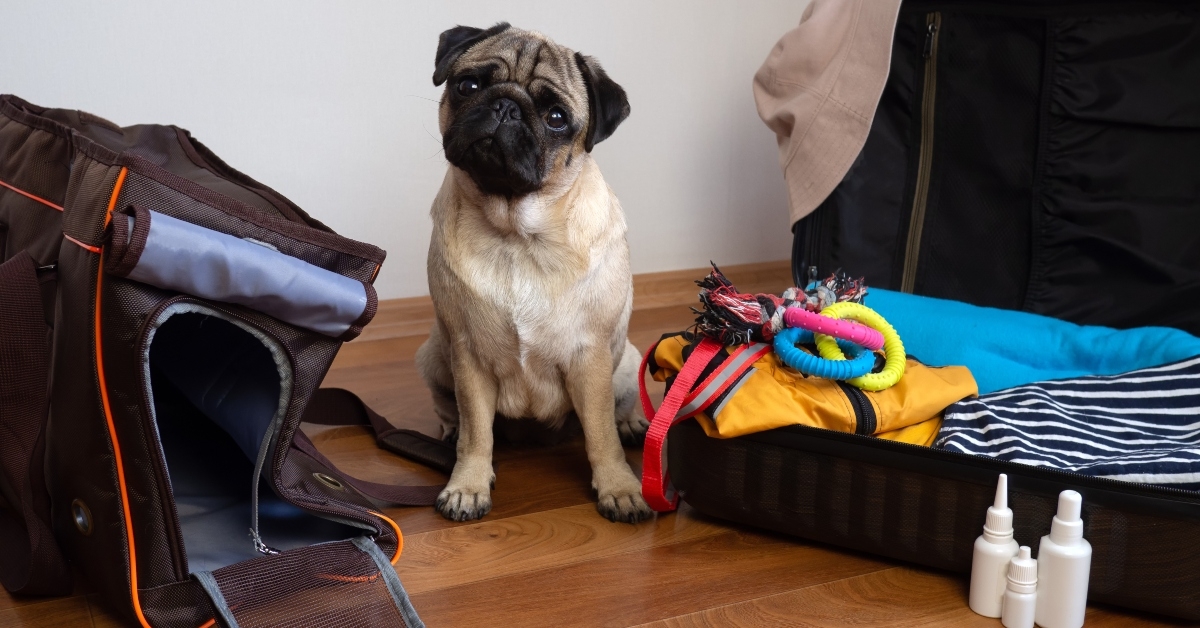 pug dog sits near dog carrier