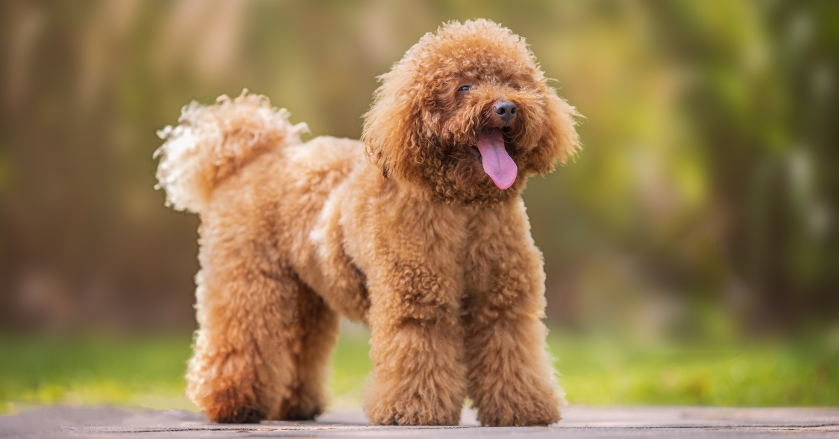 red mini poodle