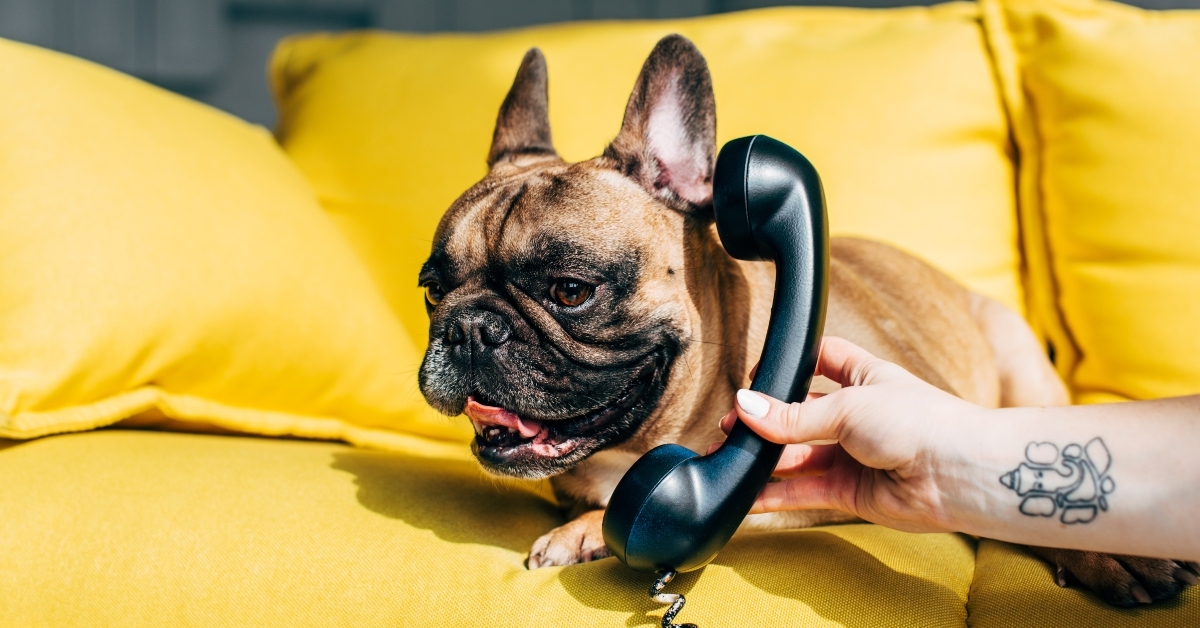 retro phone near cute french bulldog