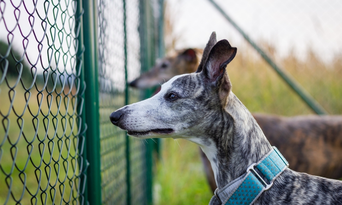 two dogs guarding backyard
