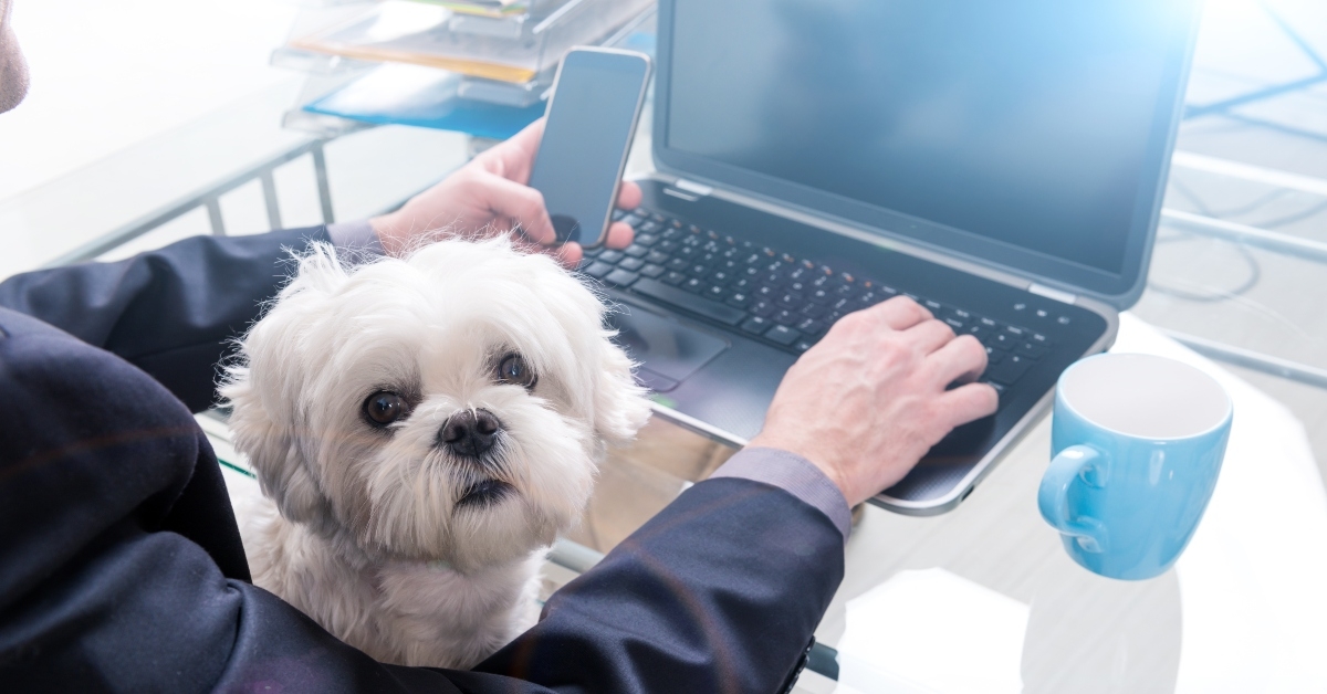 working with dog at home