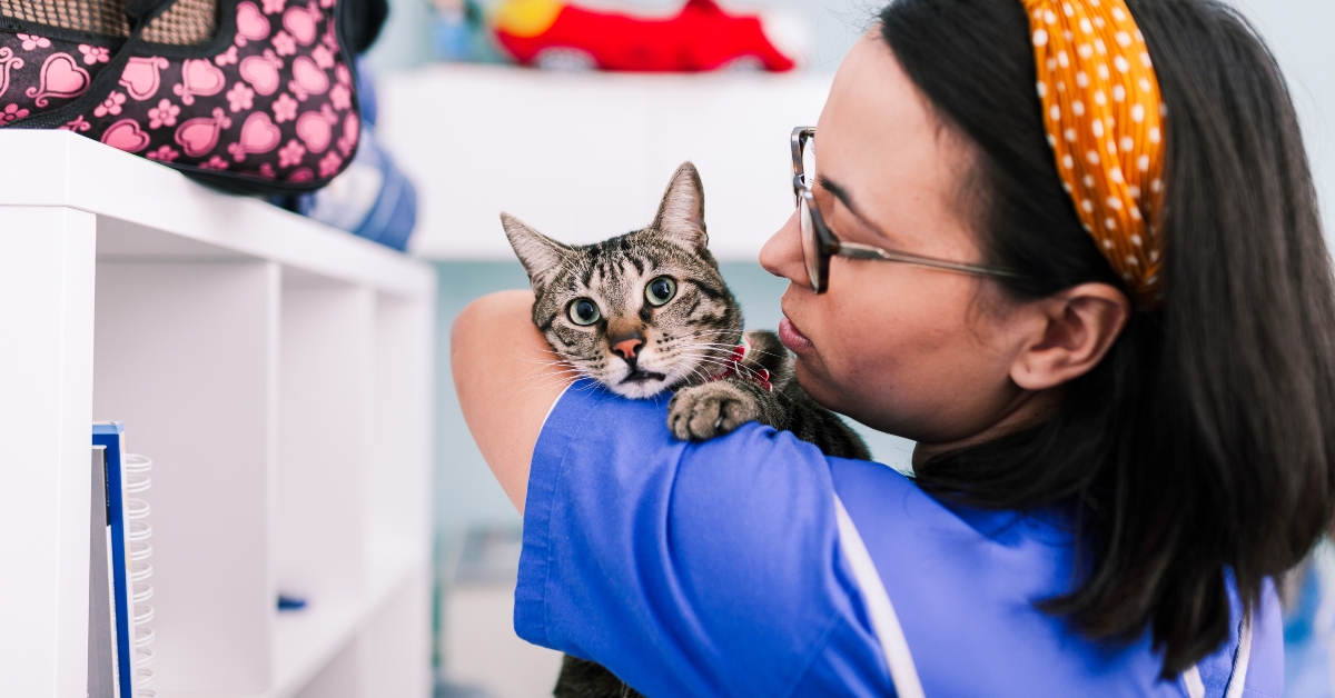 vet with a cat