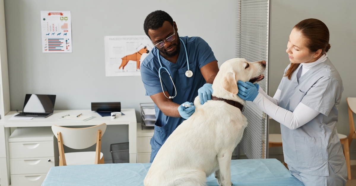 veterinarian making injection at labrador