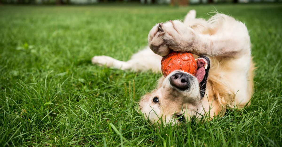 golden retriever dog playing