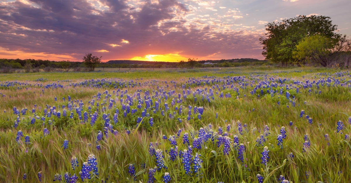 bluebonnets blossom in marble falls texas