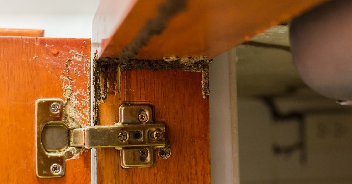traces of termites eat wood