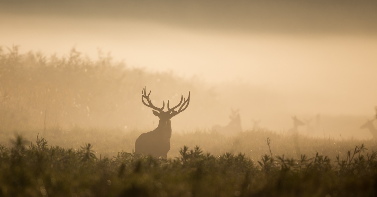 deer in forest on foggy morning