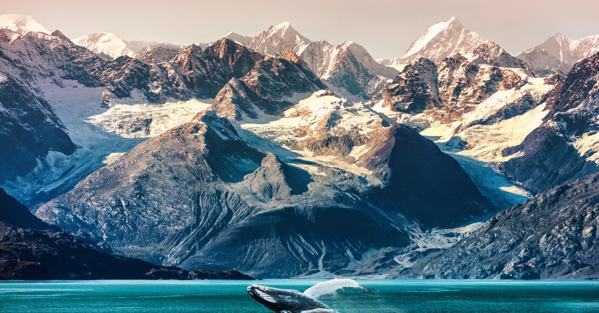 whale watching boat excursion adobe