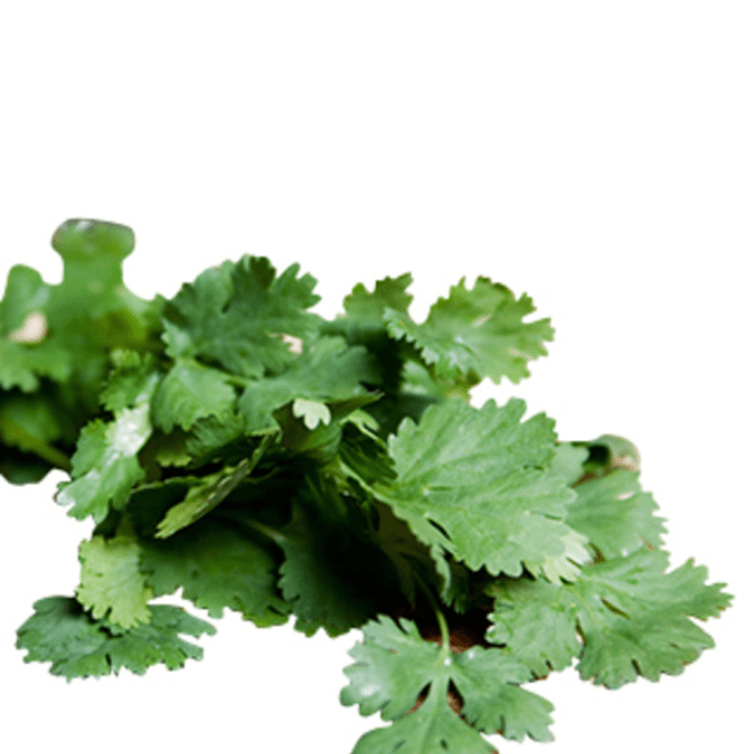 grocery outlet cilantro