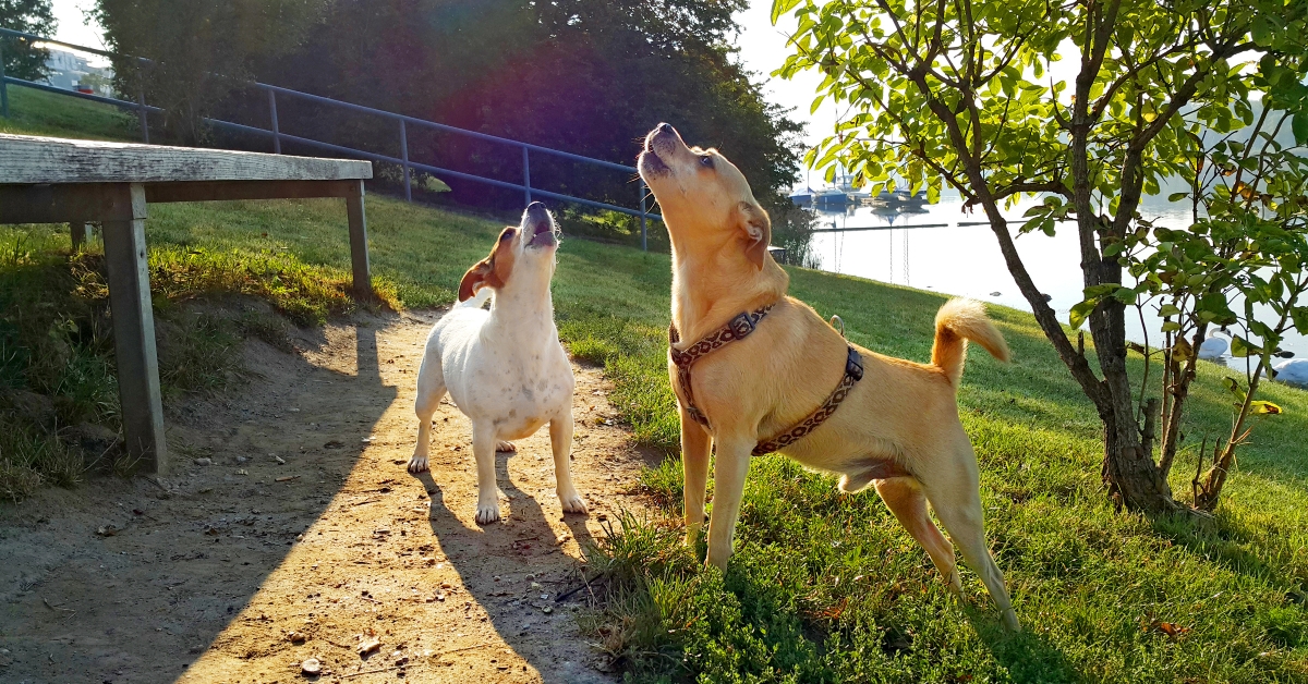 2 dogs howling