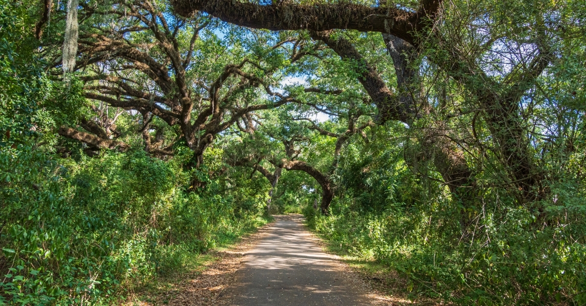 pathway through southern live oak trees