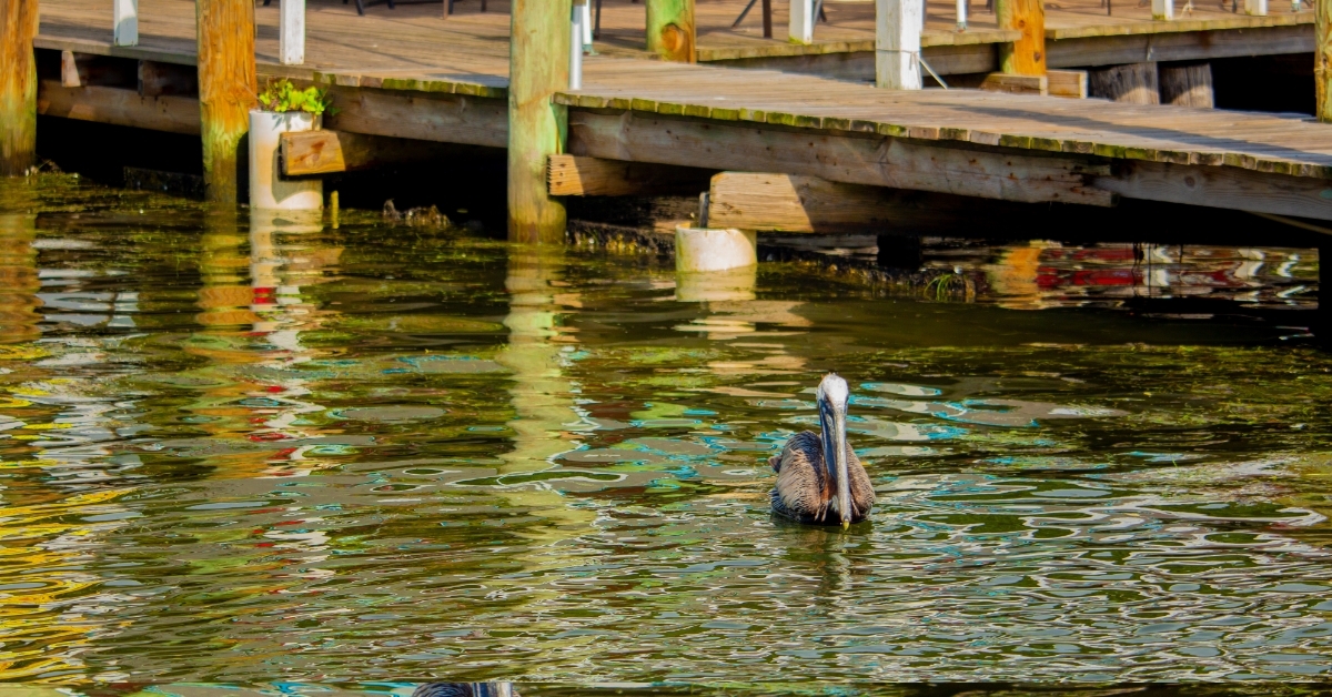 Pelican at old Florida fishing village