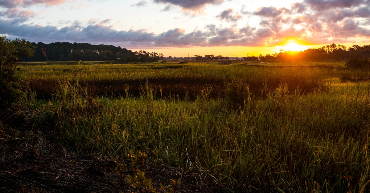 landscape of south carolina