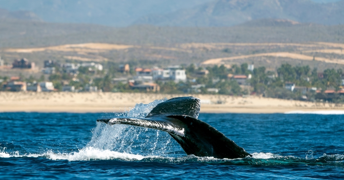 whale in pacific ocean baja california