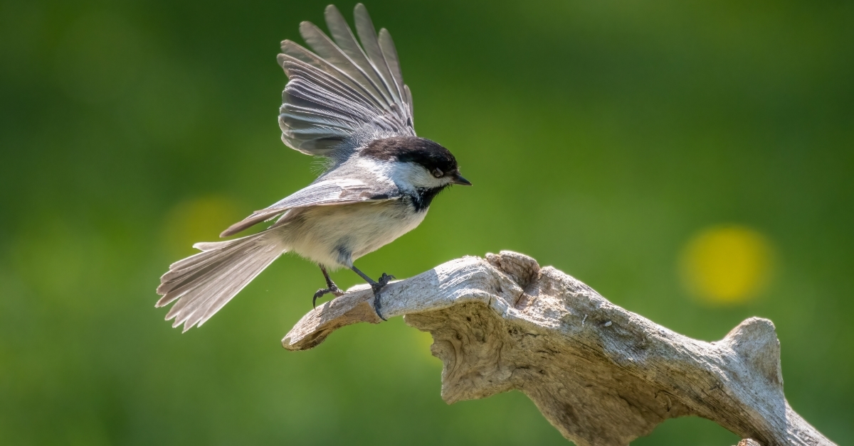 Chickadee ready to fly on driftwood