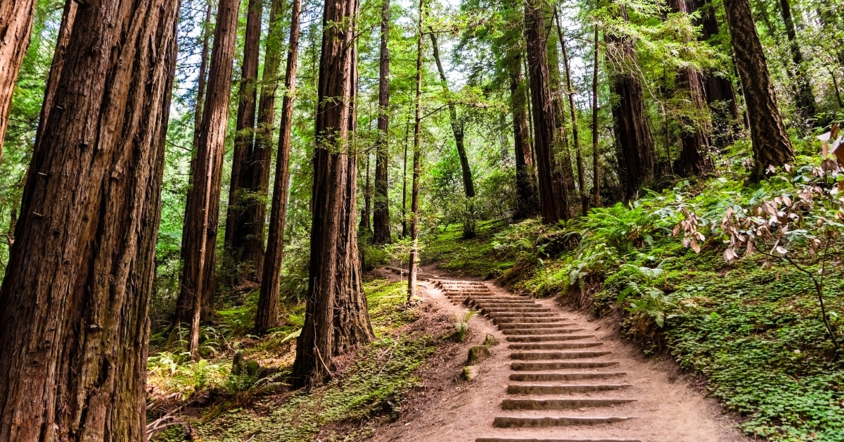 redwood forest Muir Woods National Monument
