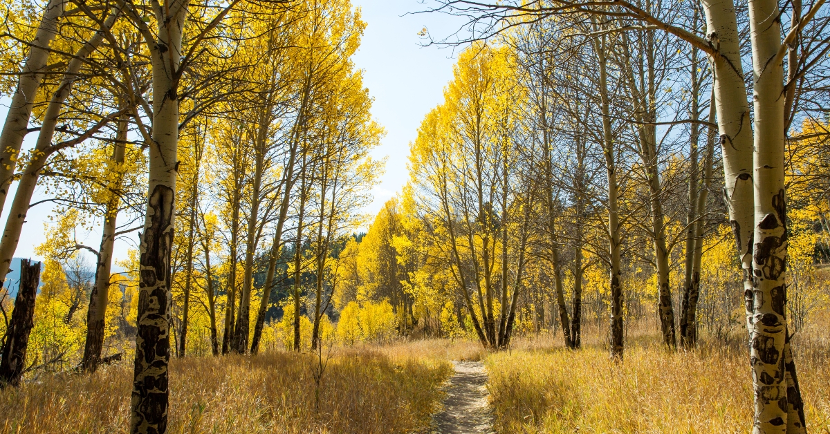 aspen trees during fall