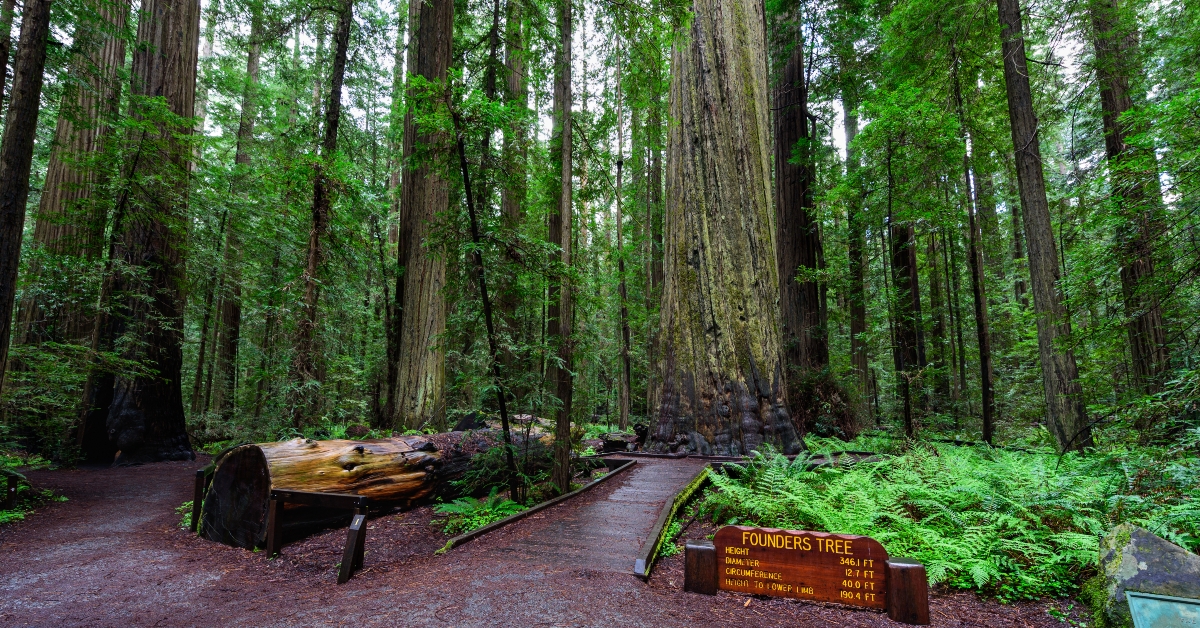 humboldt redwoods state park