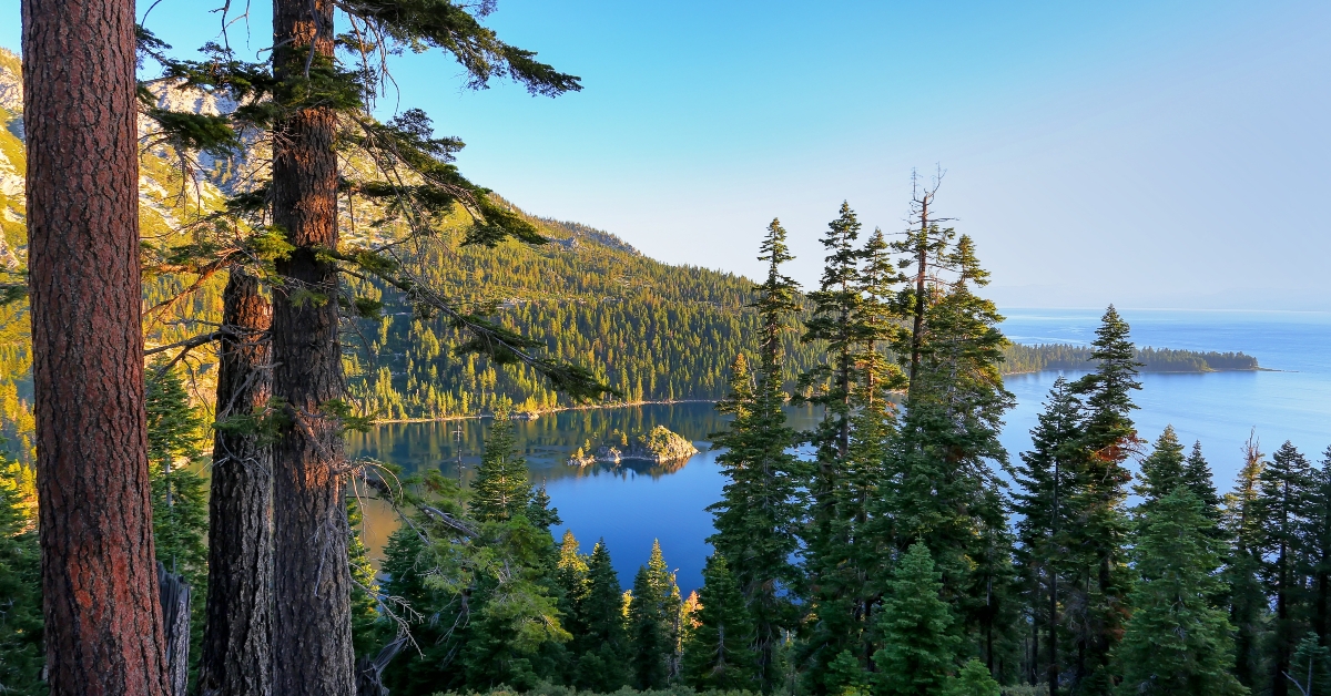 pine forest surrounding emerald bay