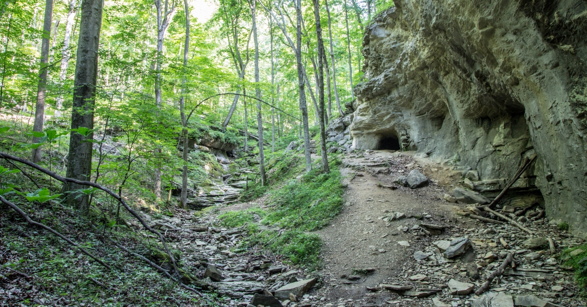 vertical kentucky forest landscape