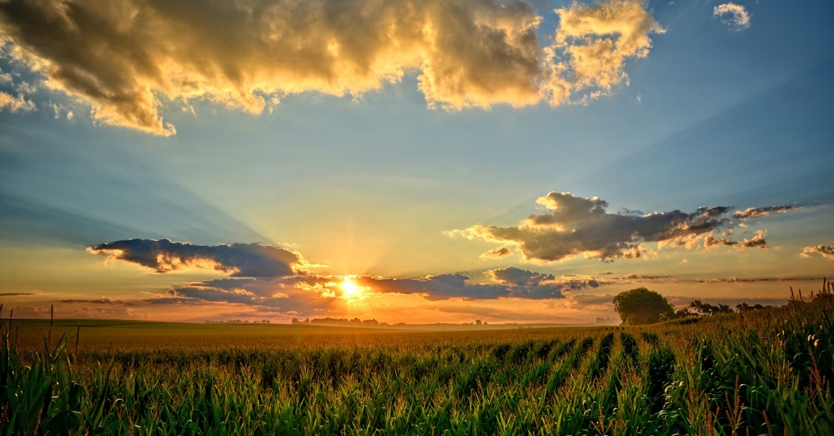 iowa corn fields at sunset