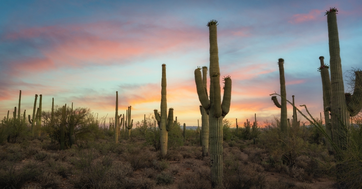 Saguaro National Park Arizona at sunrise