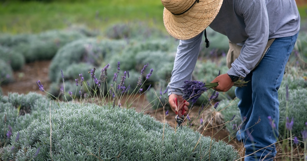 man harvesting lavender