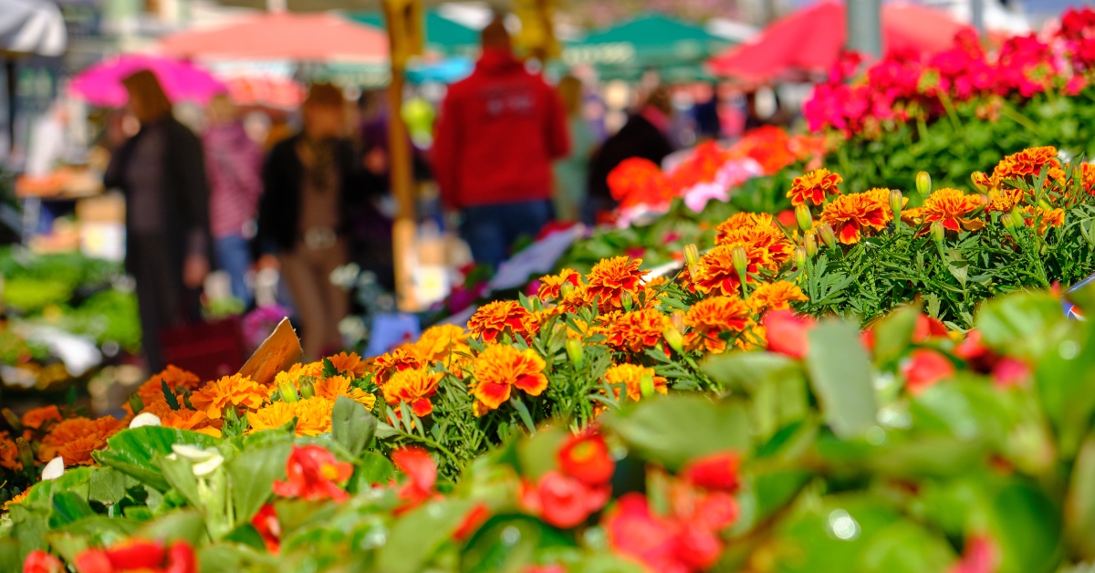 perrenial flower for sale
