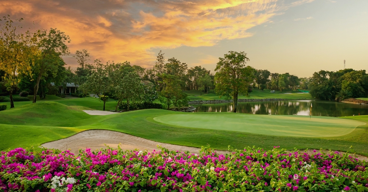 bougainvillea in full bloom 