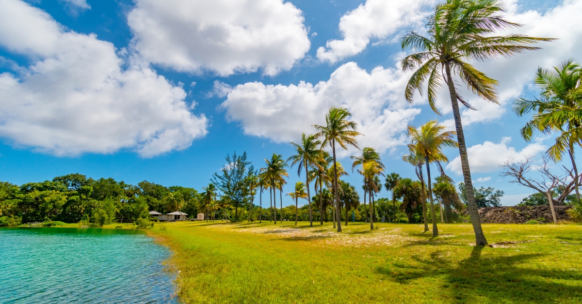 palm and lake paradise