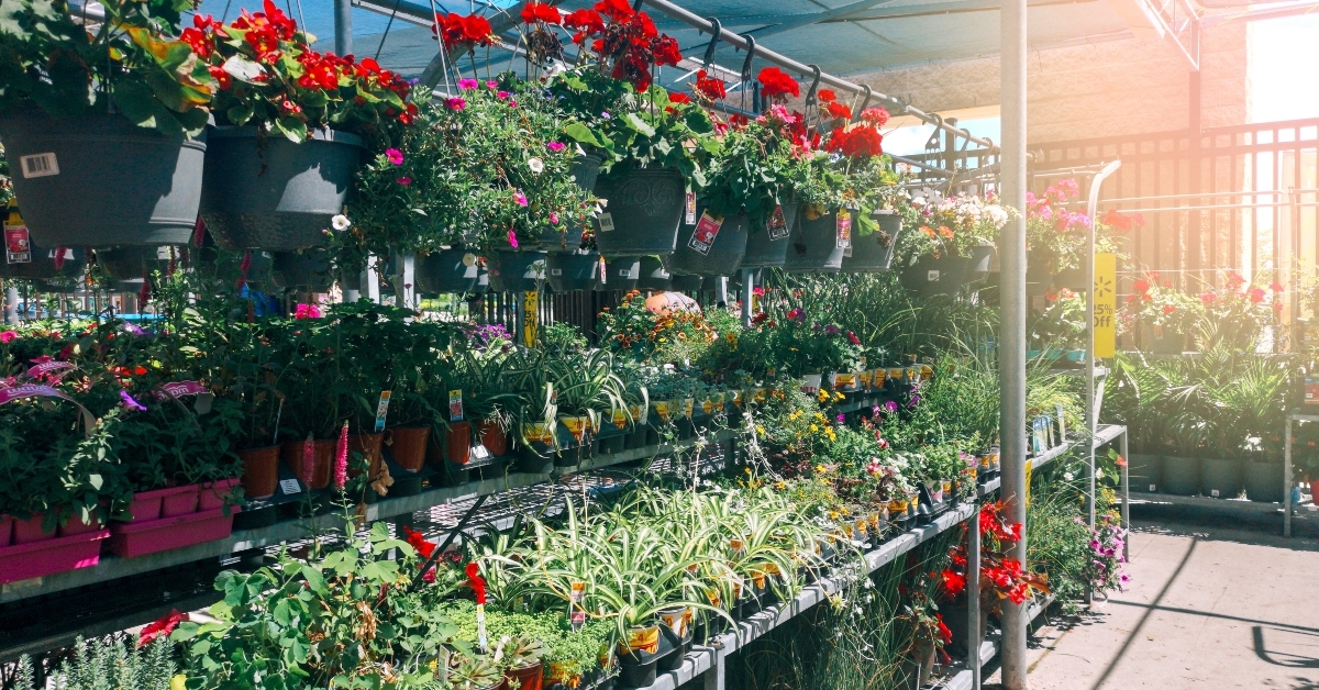 flowers and plants in pots 