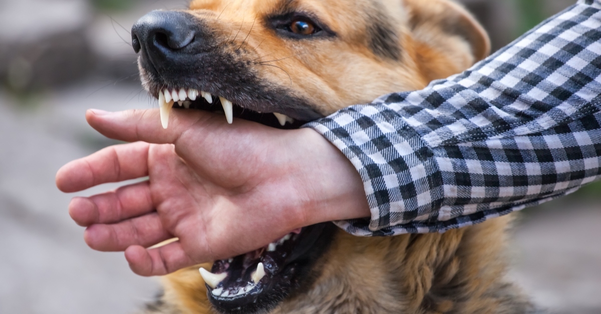 german shepherd bites a man
