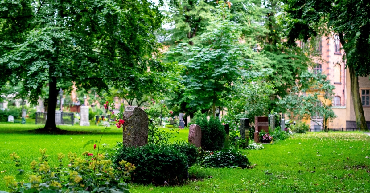 yard area with trees