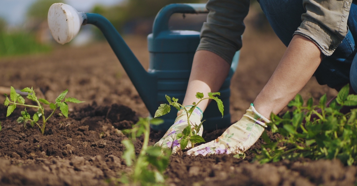 farmer hands planting