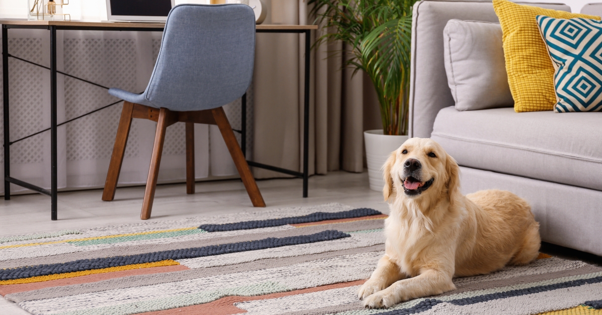 golden labrador retriever