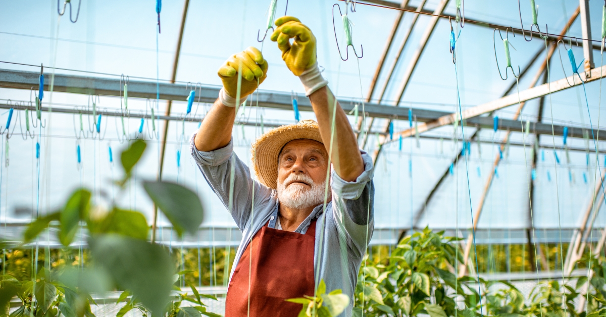 senior man growing sweet peppers
