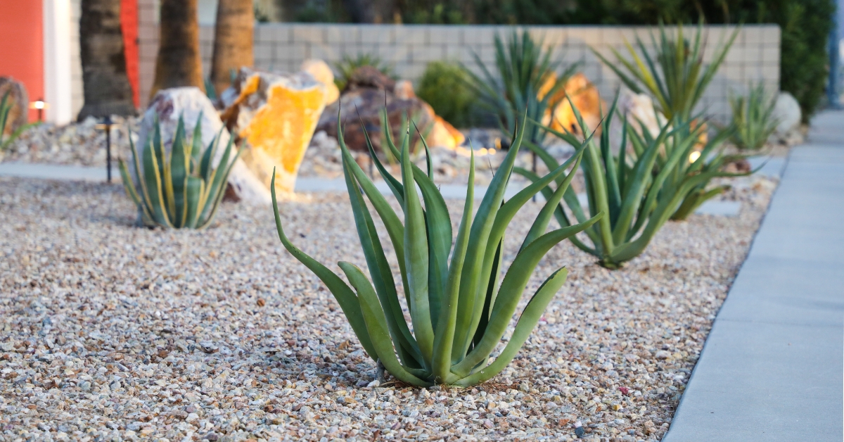 Desert landscaping