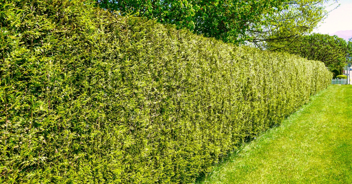 Long green hedgerow