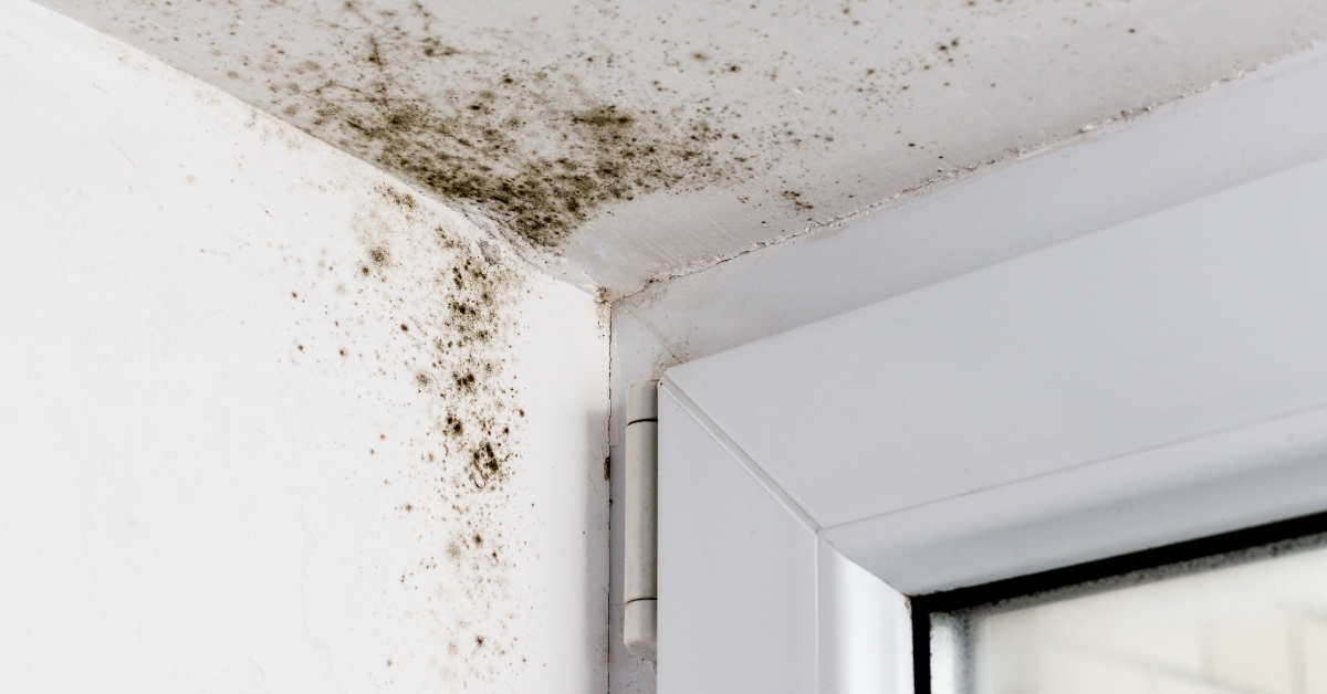 Mold in corner of plastic windows