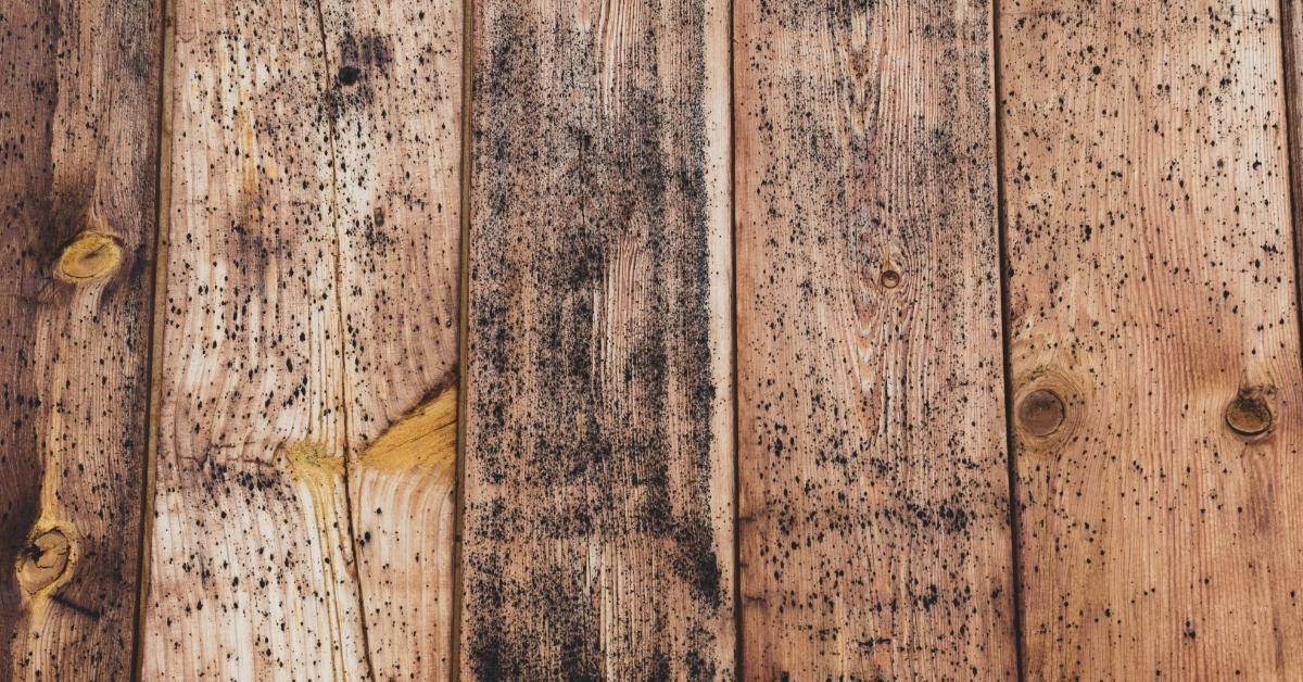 old wood board with mold spots