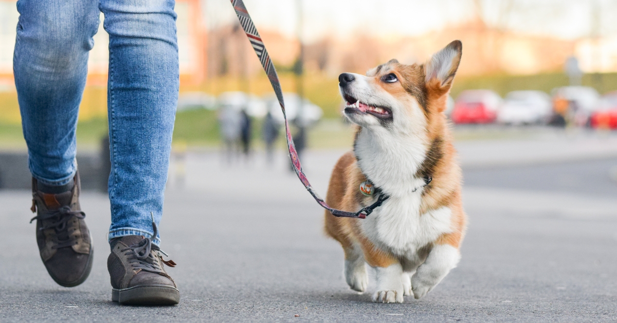welsh corgi pembroke dog
