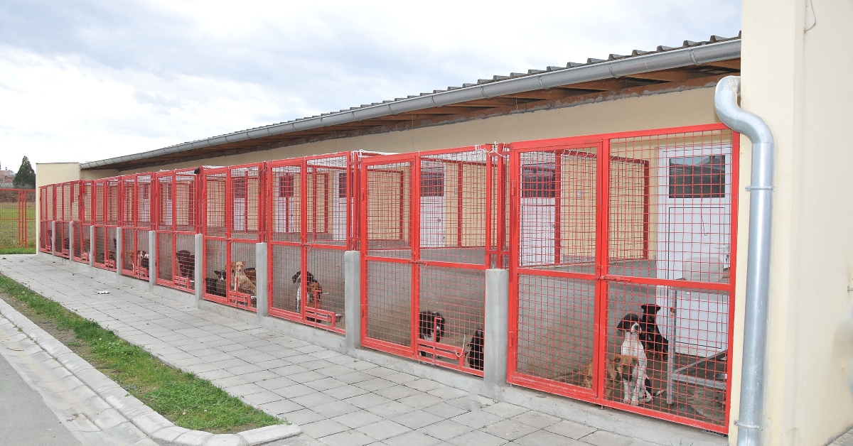 Shelter for stray dogs