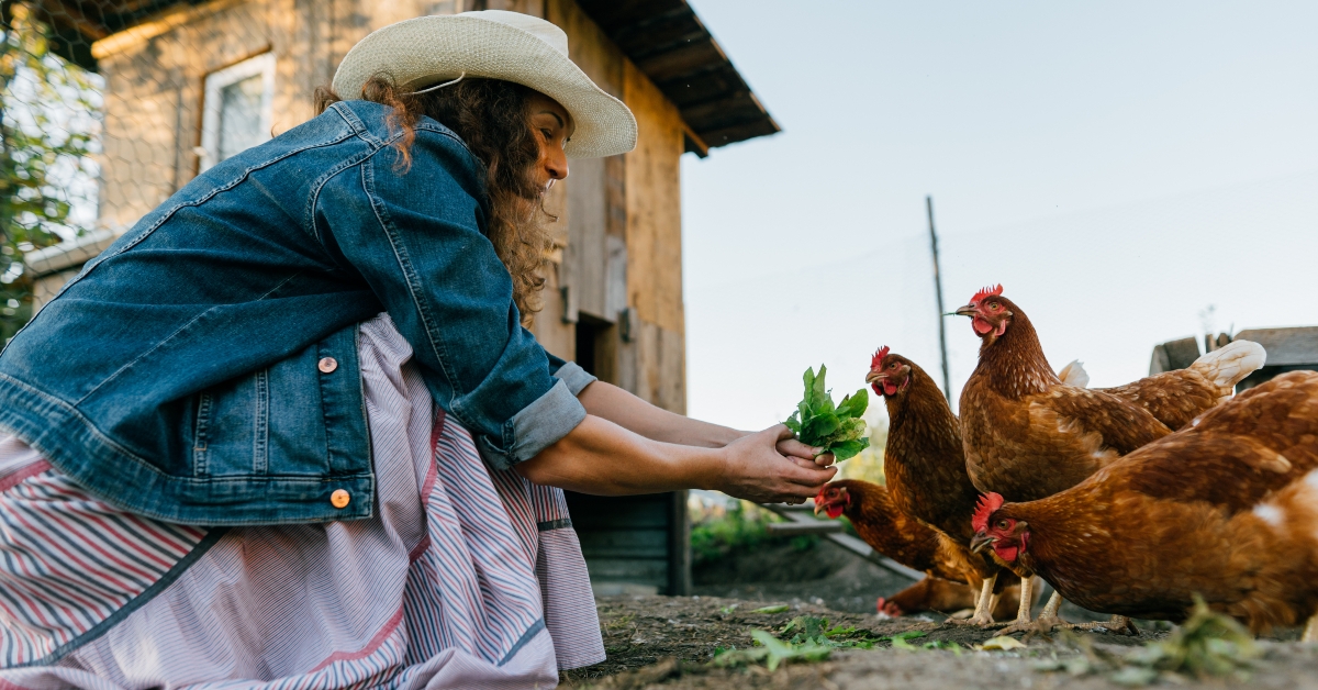 woman feeding chickens 