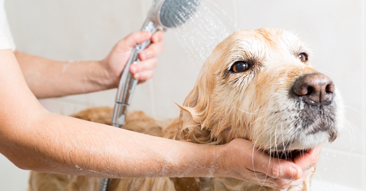 Bathing a dog Golden Retriever