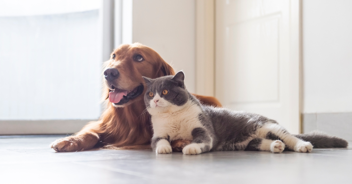 British shorthair and golden retriever