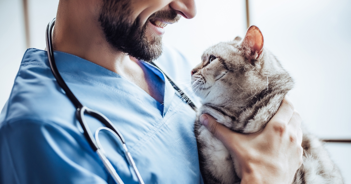Doctor veterinarian at clinic
