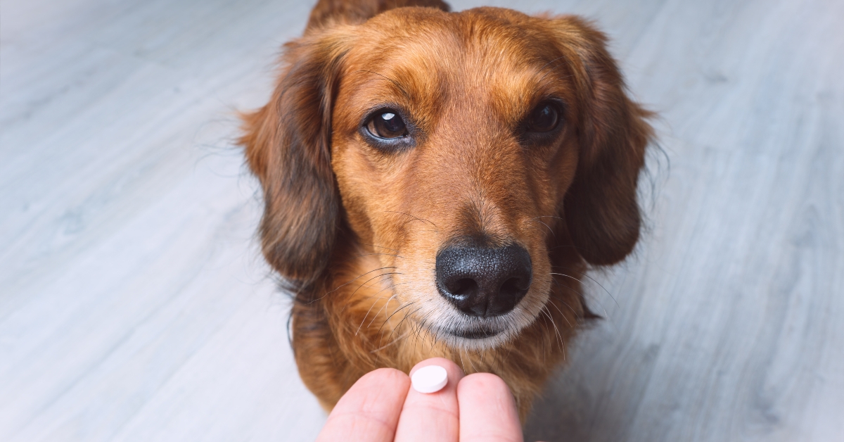 Owner giving medicine for pet